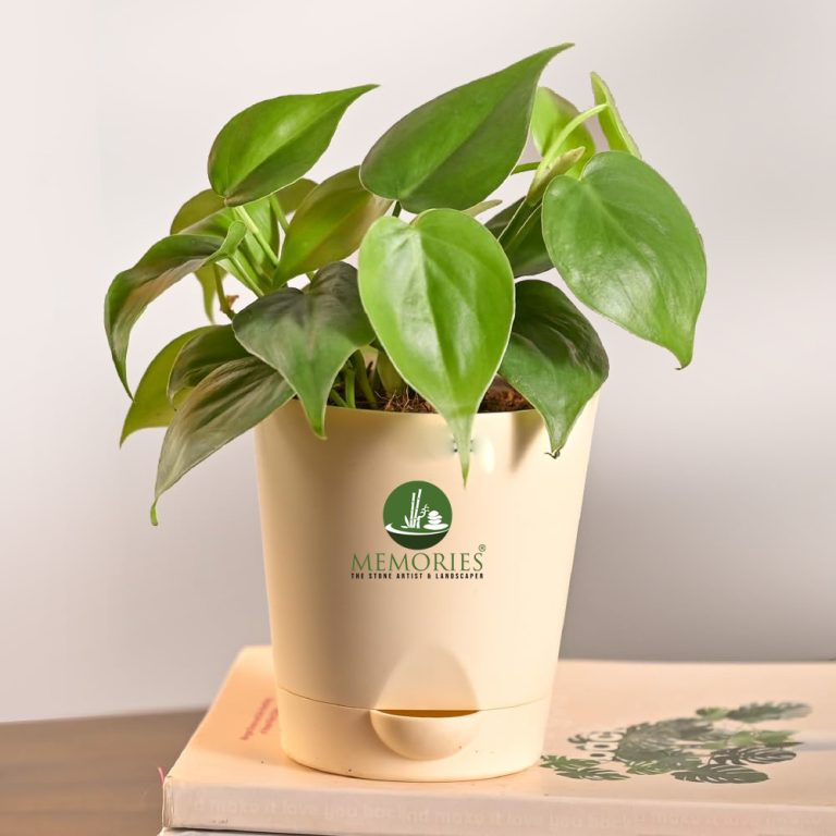 Philodendron Oxycardium Green Plant