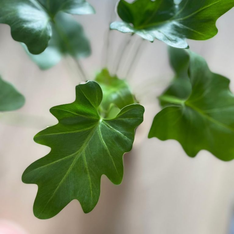 Philodendron Selloum – Large Leaf Green 1