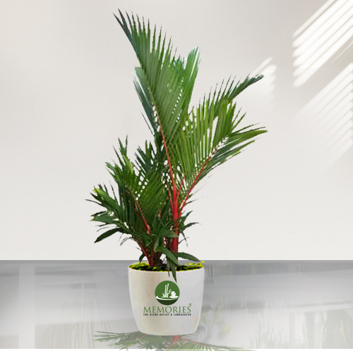 Red Palm