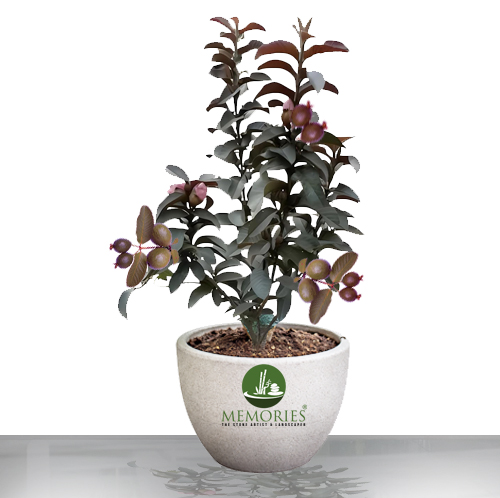 Red apple guava plant