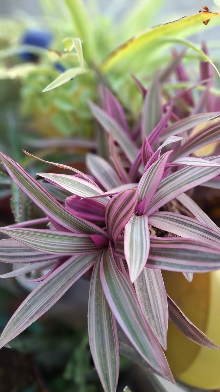 Rhoeo Plant