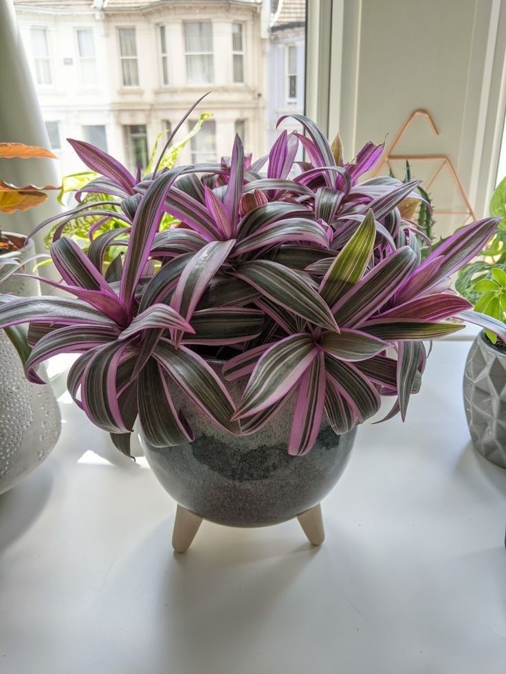 Rhoeo Live Plant - Image 3