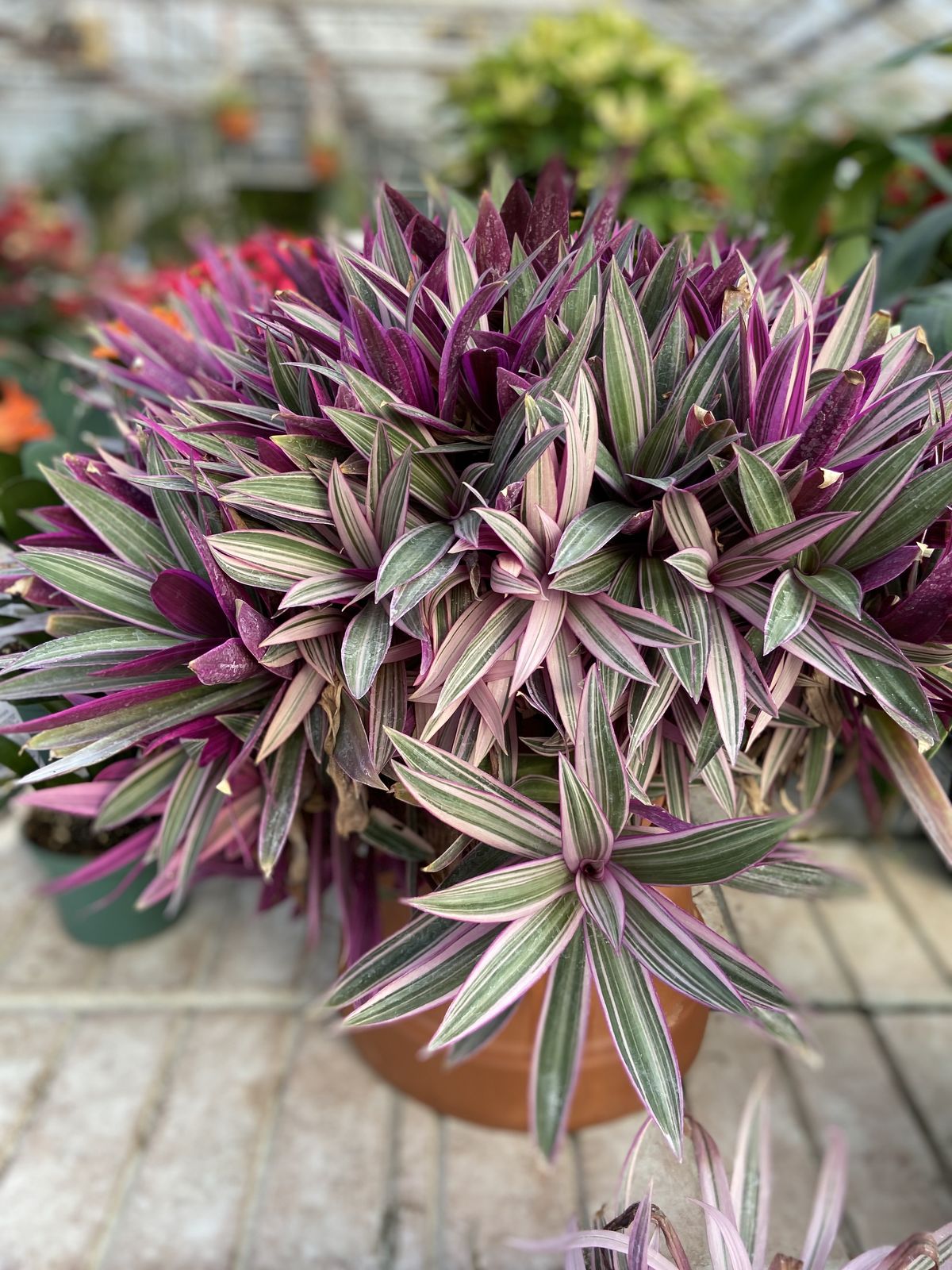 Rhoeo Live Plant - Image 4