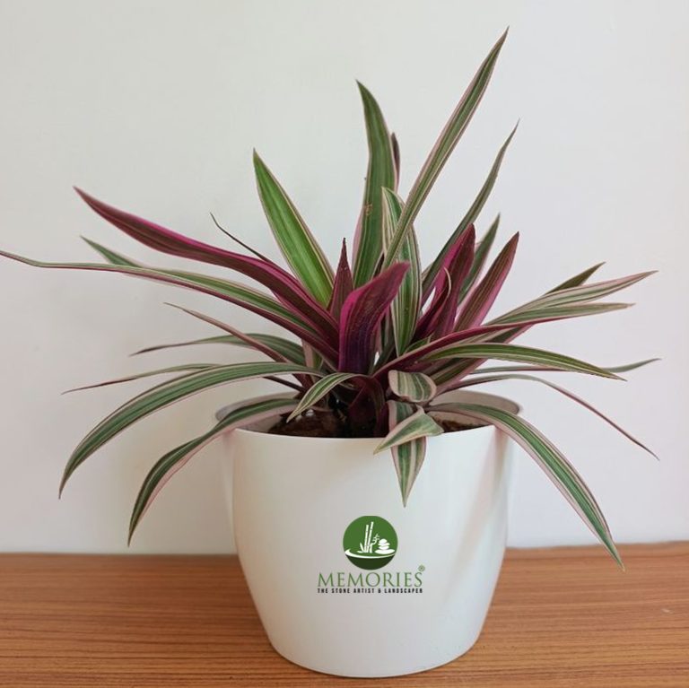 Rhoeo Plant