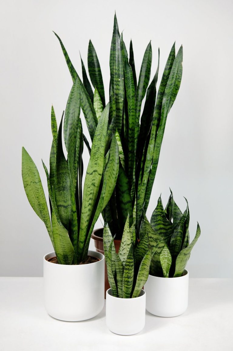 Snake Plant (Sansevieria Laurentii)