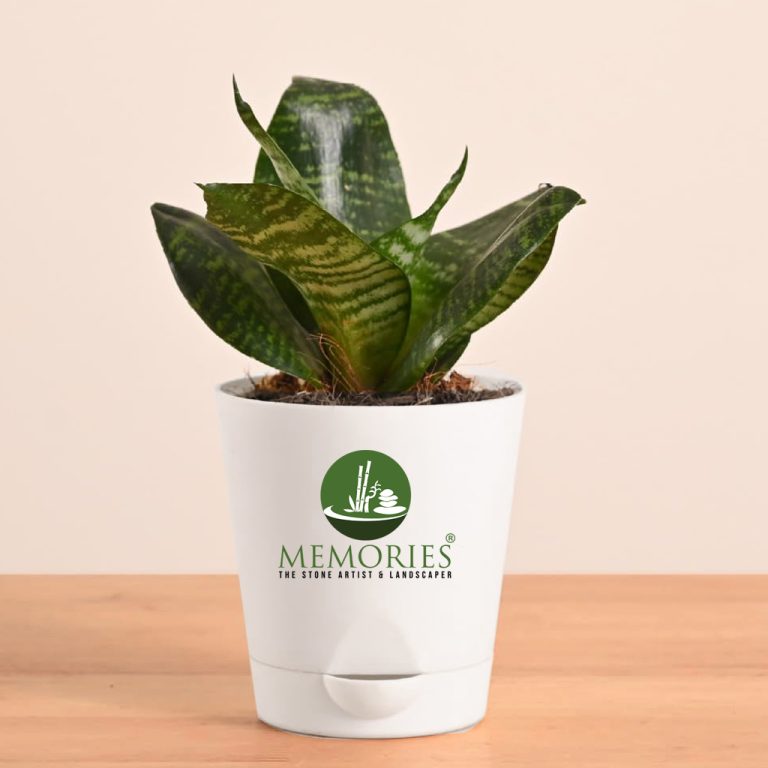 Sansevieria Green sanke plant