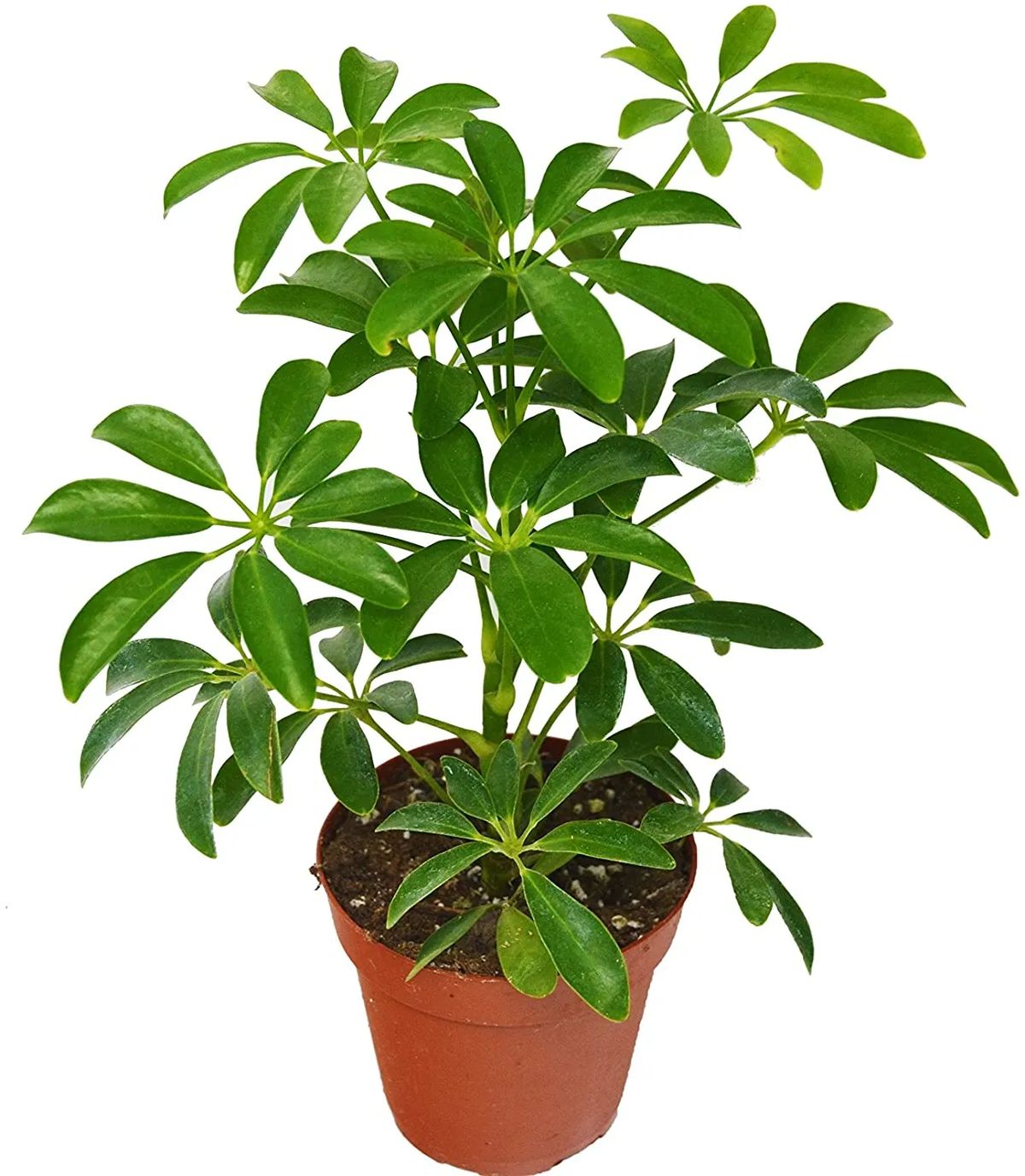 Schefflera Green - Image 4