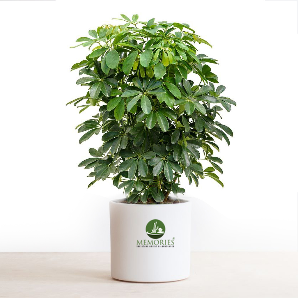 Schefflera Green