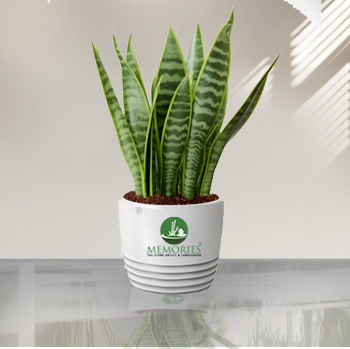 Snake Plant (Sansevieria Laurentii)