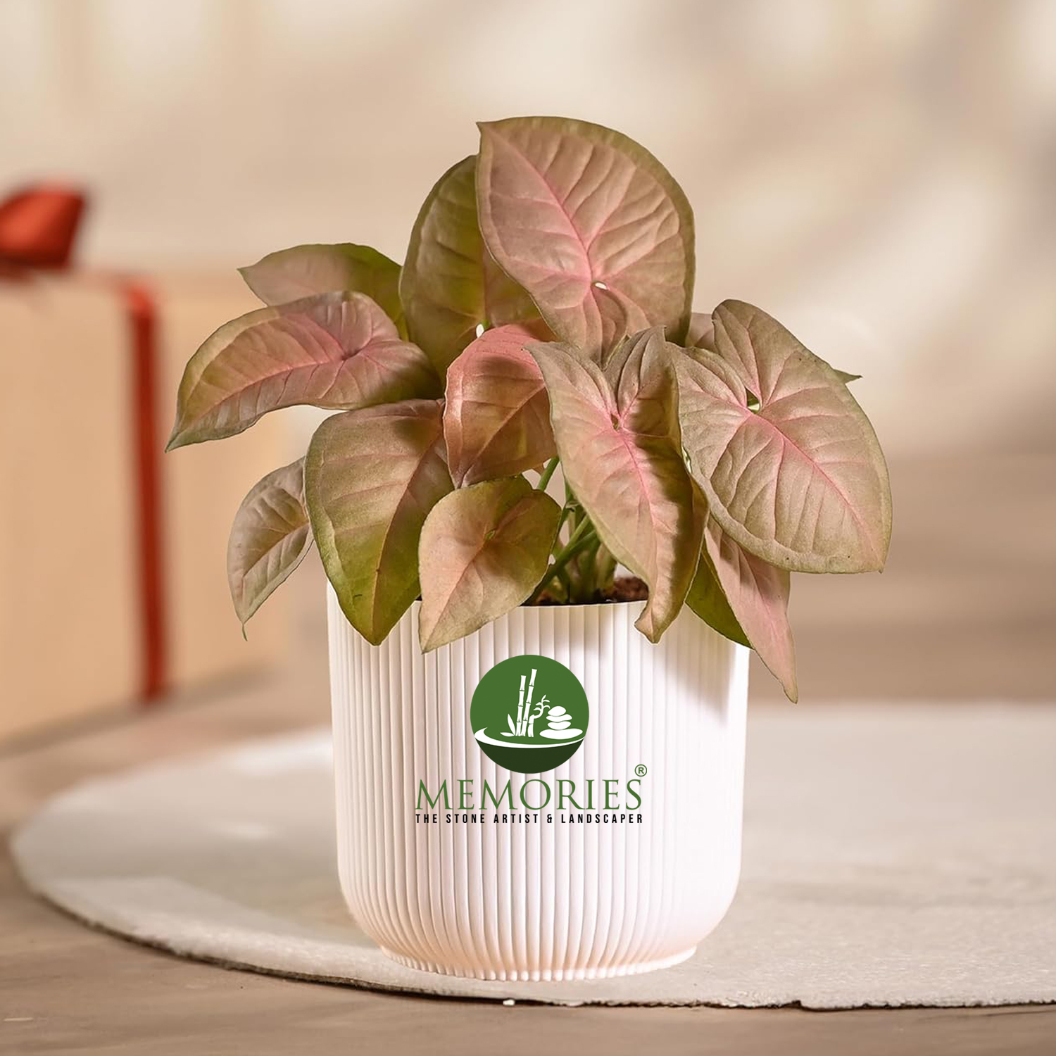 Syngonium Pink Plant