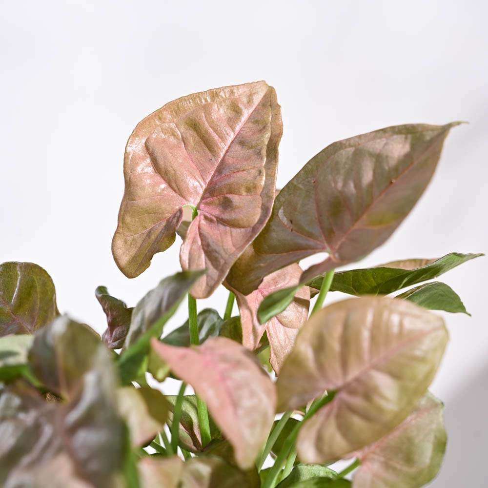Syngonium Pink Plant - Image 3