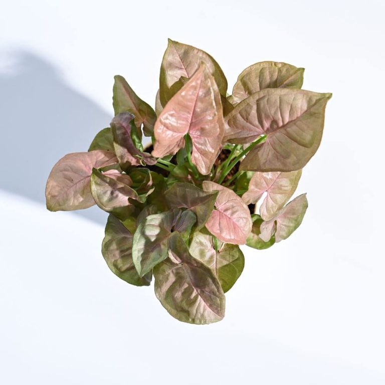 Syngonium Pink Plant 00