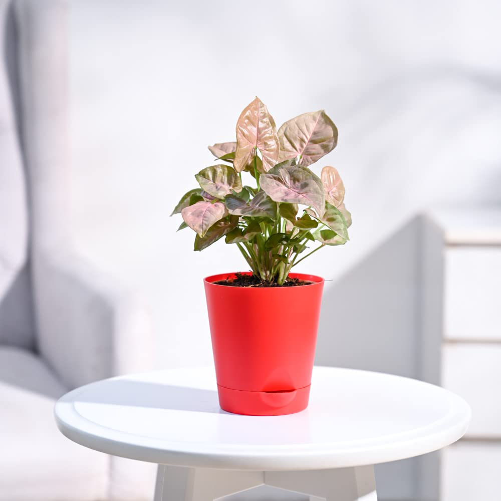 Syngonium Pink Plant - Image 4