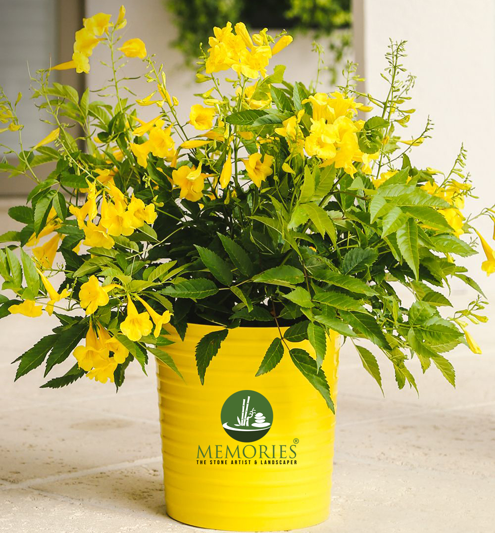 Tecoma Yellow Plant