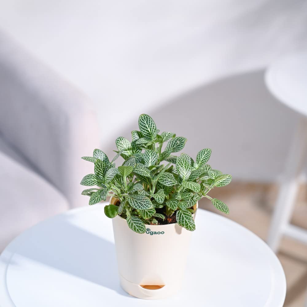 Fittonia Green (Green Nerve Plant) - Image 3