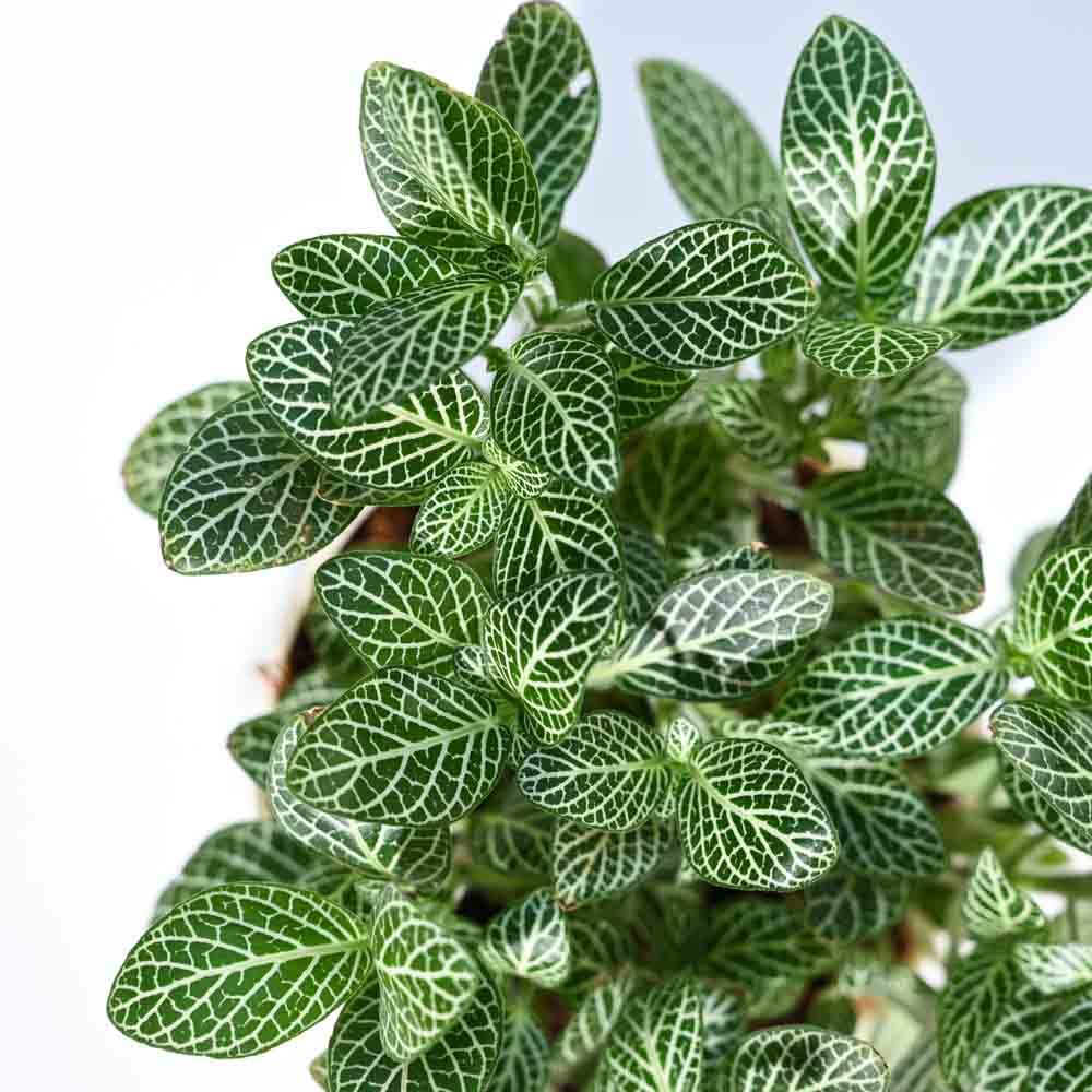 Fittonia Green (Green Nerve Plant) - Image 4