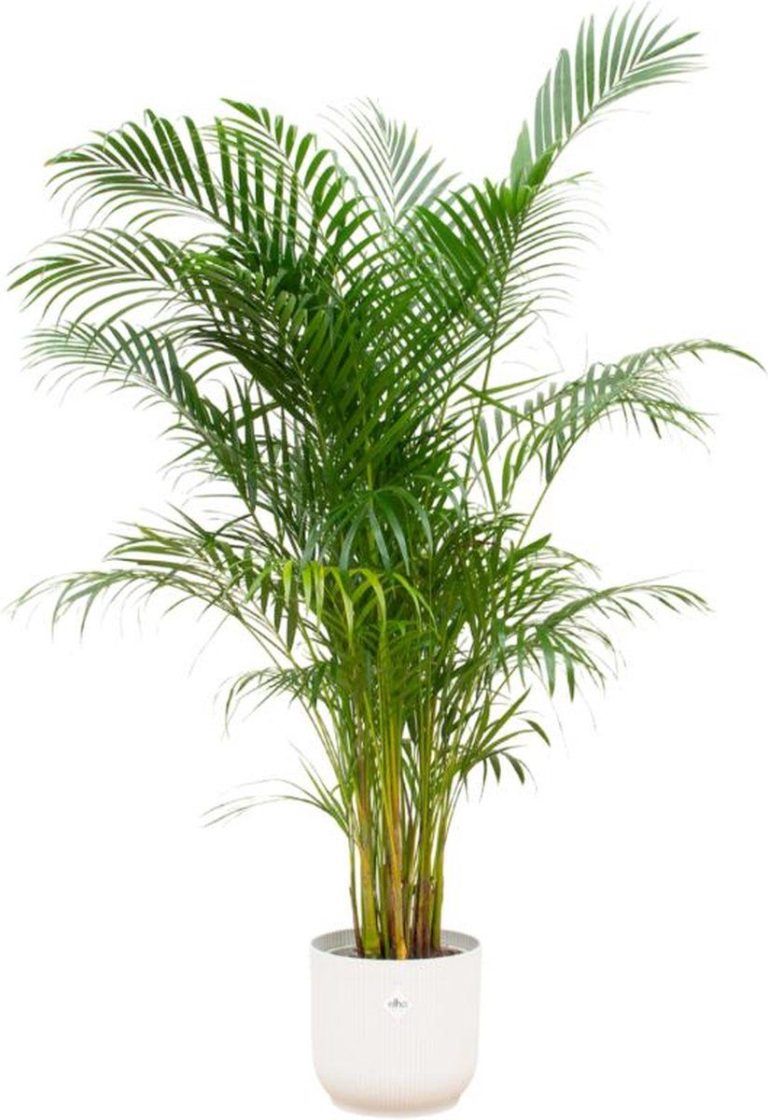 yellow palm