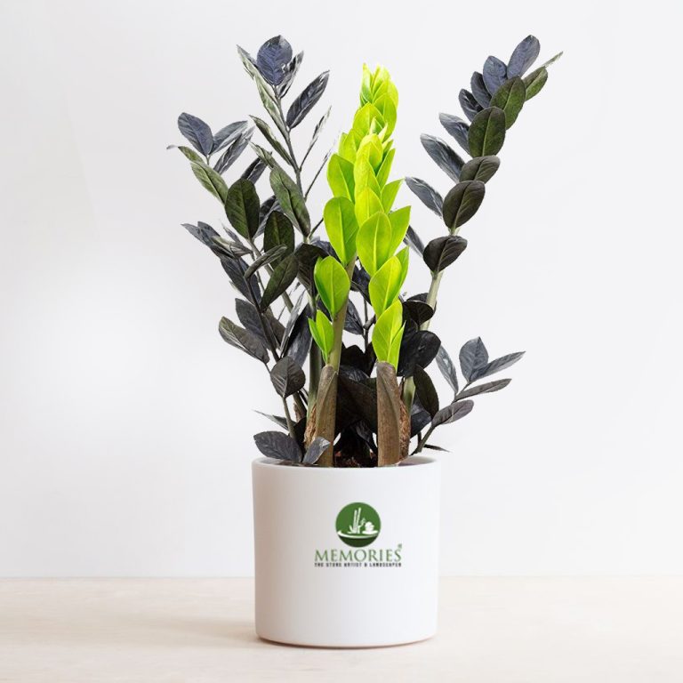 Zamia Black Plant