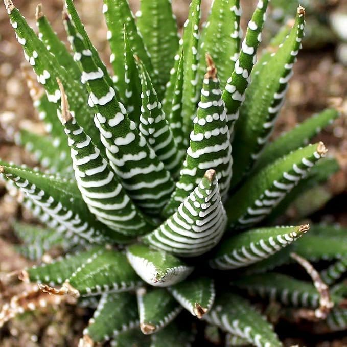 Zebra Cactus