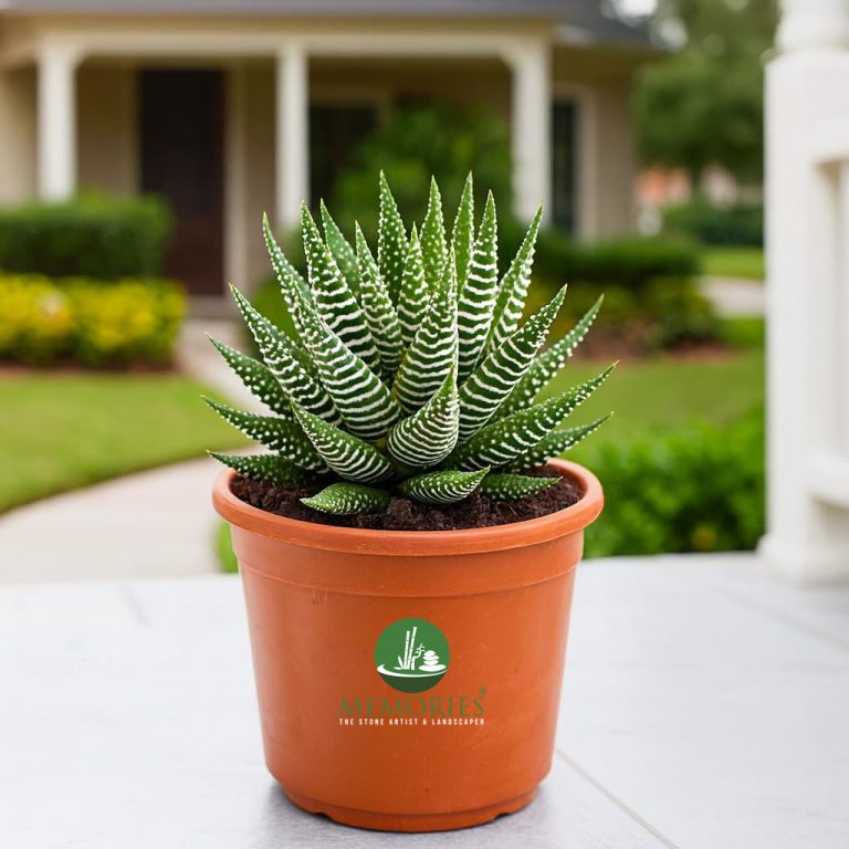 Zebra Cactus
