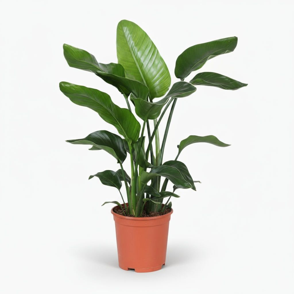 Bird of Paradise - Image 3
