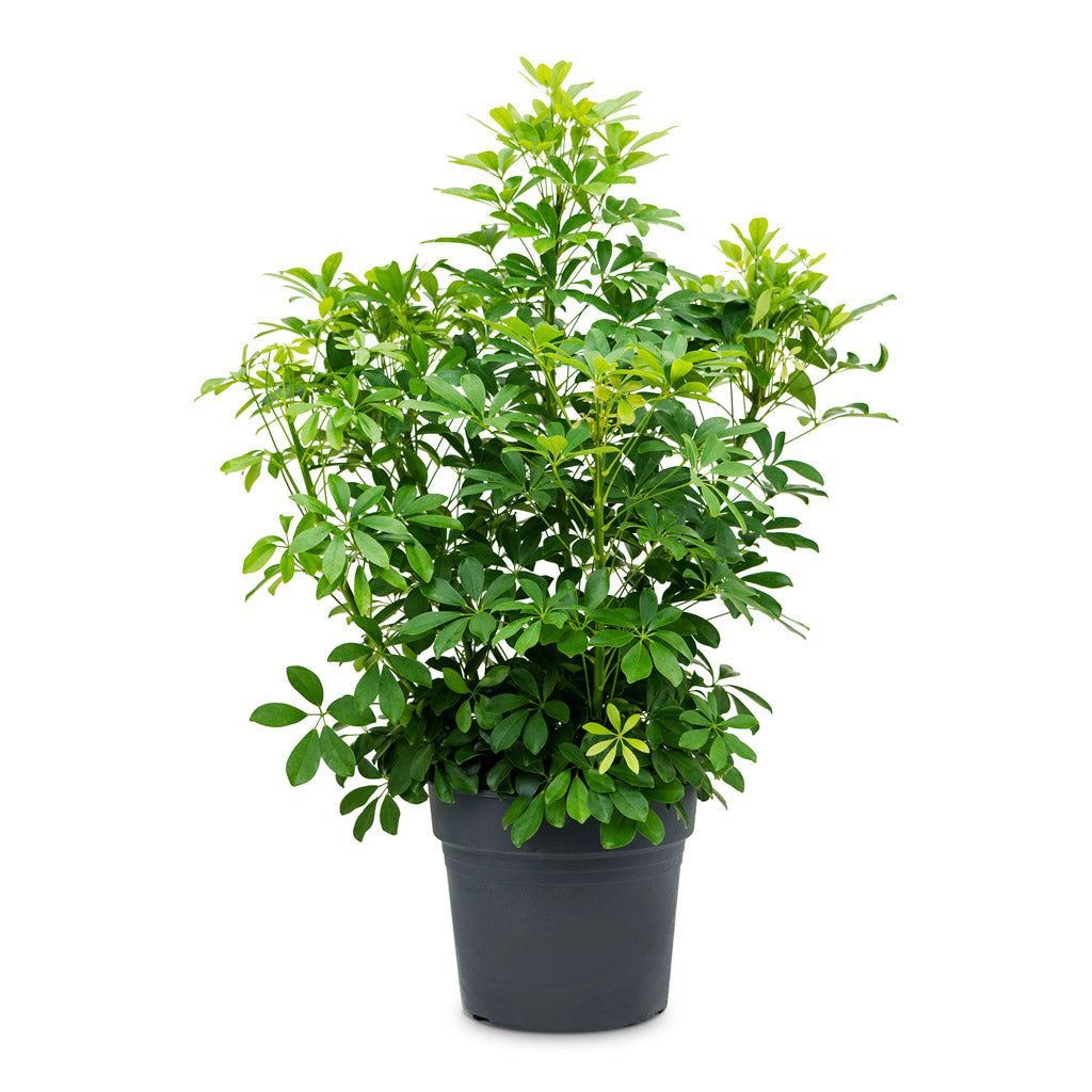 Schefflera Green - Image 3