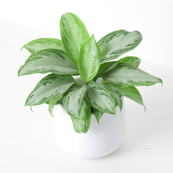 aglaonema ice