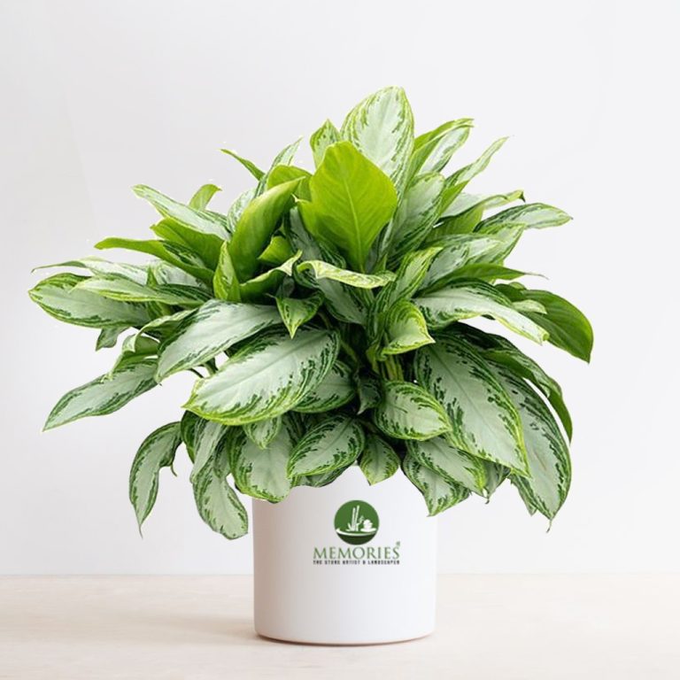 aglaonema ice