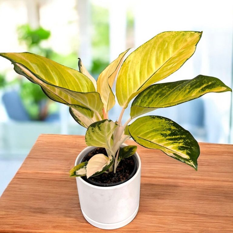 Aglaonema Yellow Green