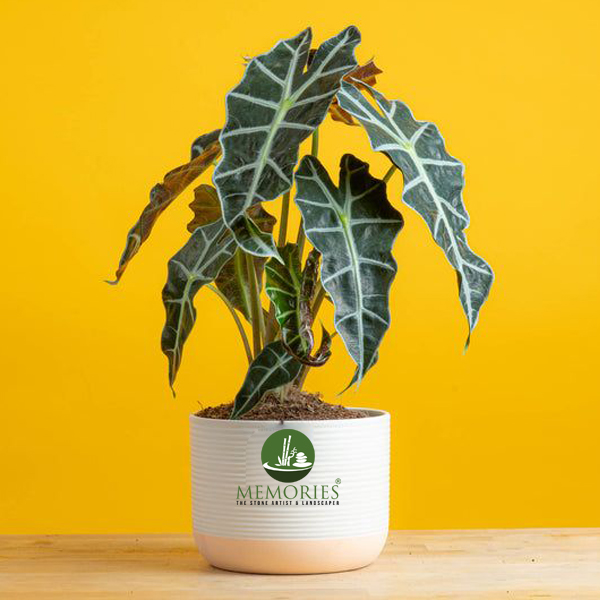 alocasia plant