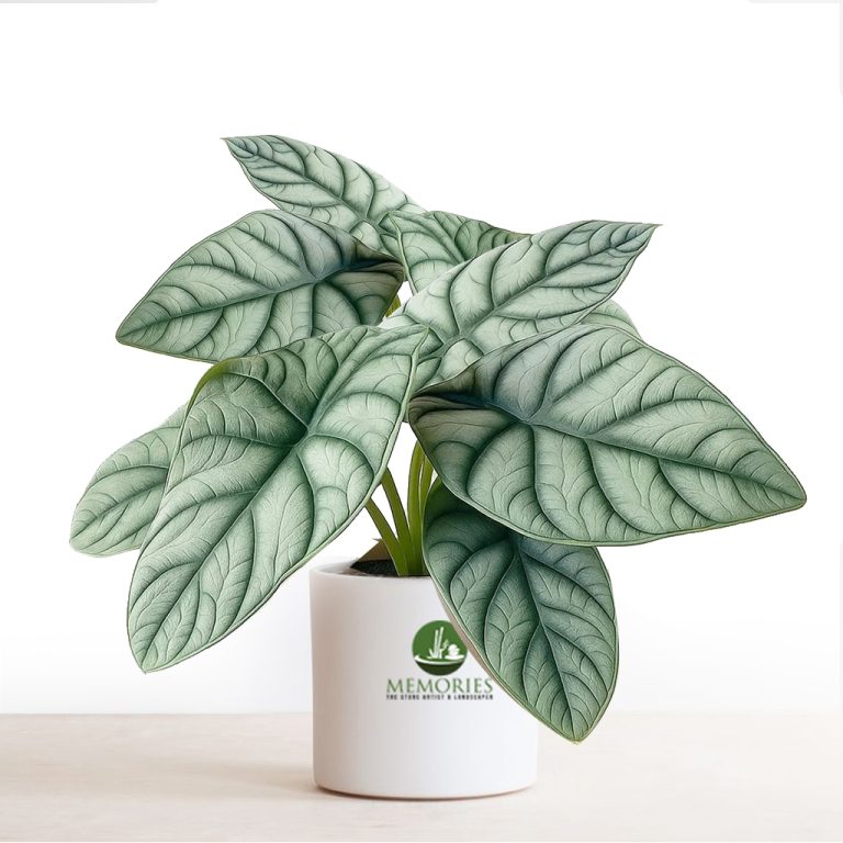 alocasia silver dragon
