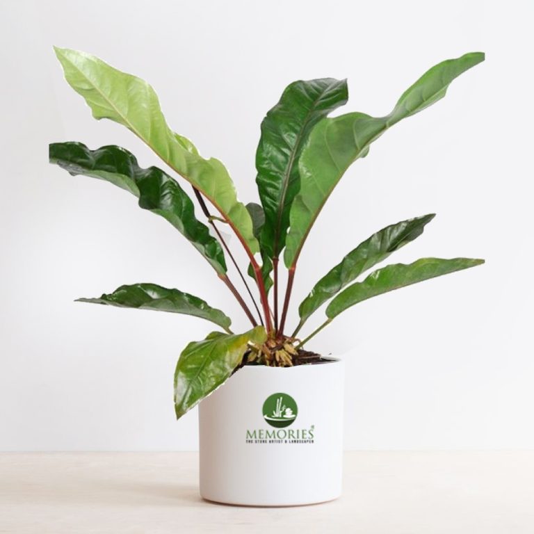 anthurium jungle bush