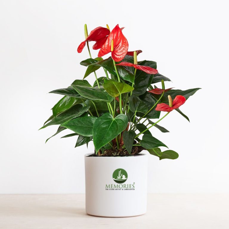 anthurium mix plant