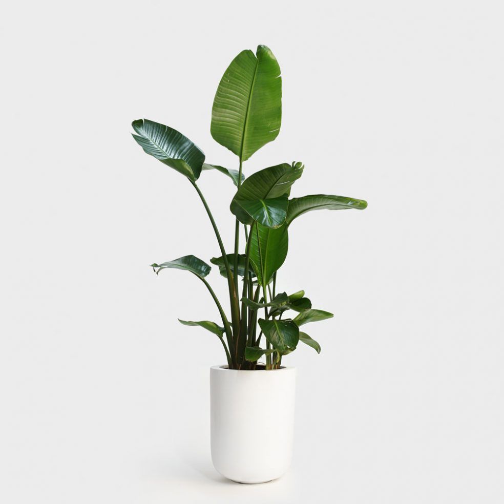 Bird of Paradise - Image 4