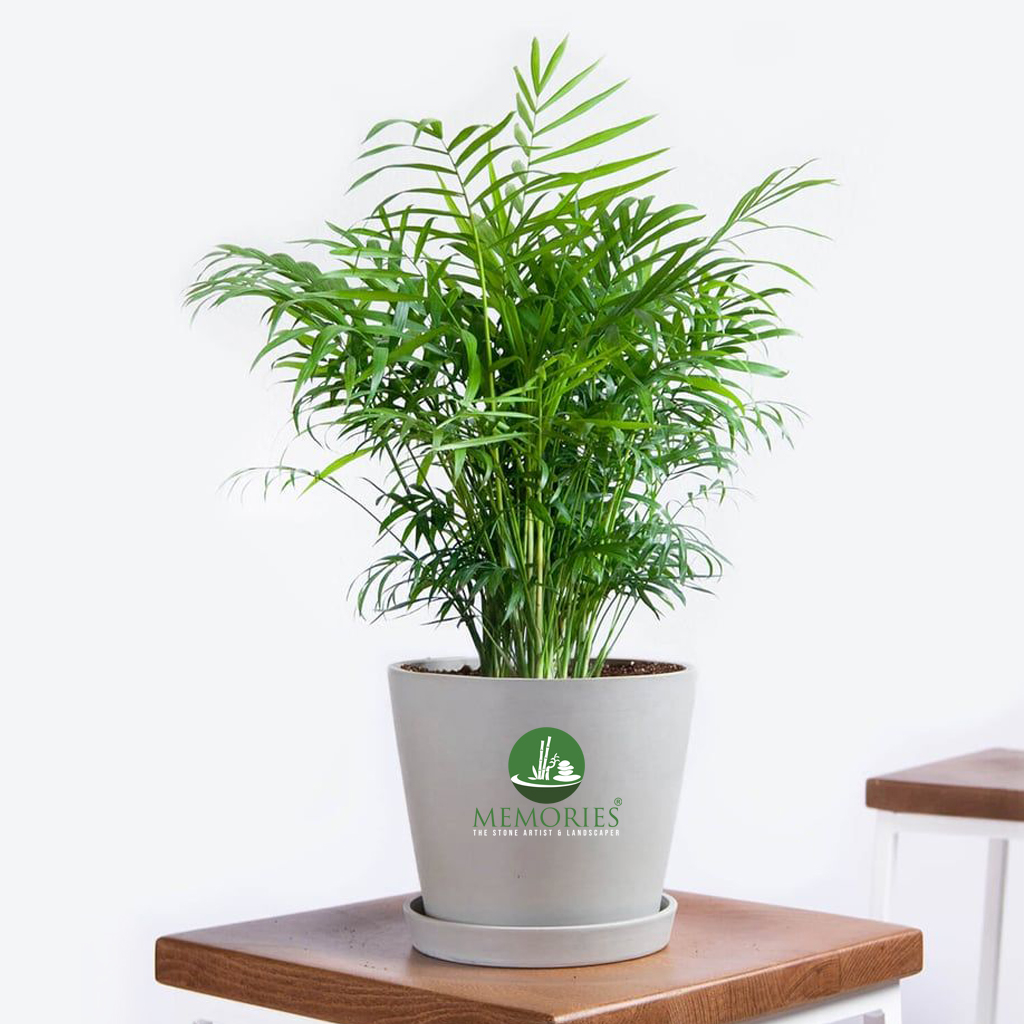 Bamboo Palm