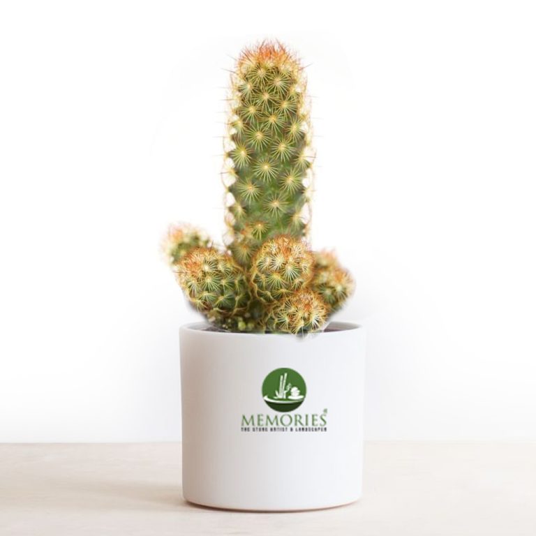 cactus copper queen