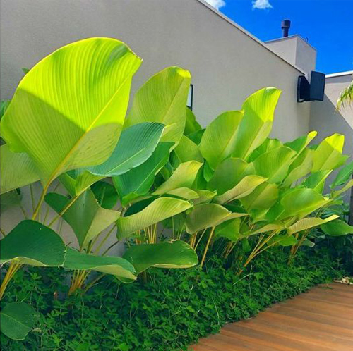 Calathea Lutea | Ornamental Live Plant (Home & Garden)  Calathea lutea (also called Cigar Calathea or Havana Cigar) is a striking tropical plant known for its huge paddle-shaped leaves and silvery-white underside