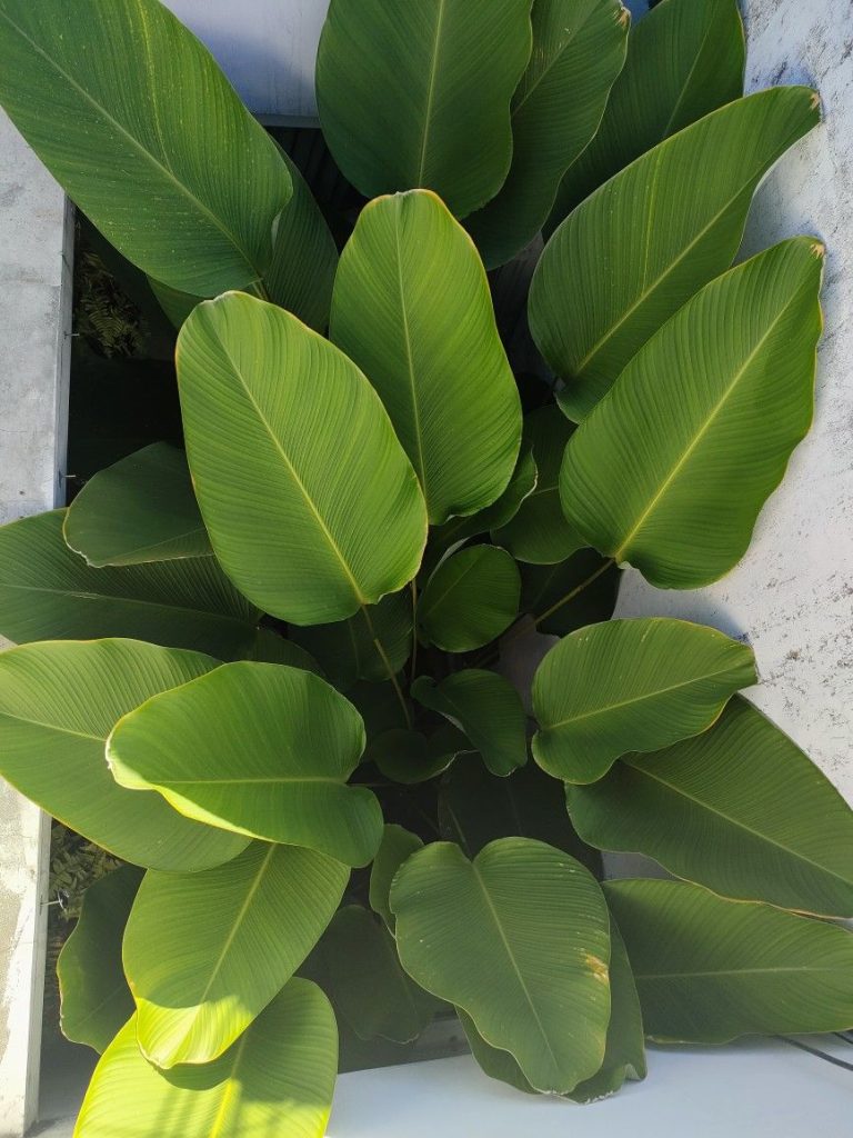 Calathea Lutea | Ornamental Live Plant (Home & Garden)  Calathea lutea (also called Cigar Calathea or Havana Cigar) is a striking tropical plant known for its huge paddle-shaped leaves and silvery-white underside