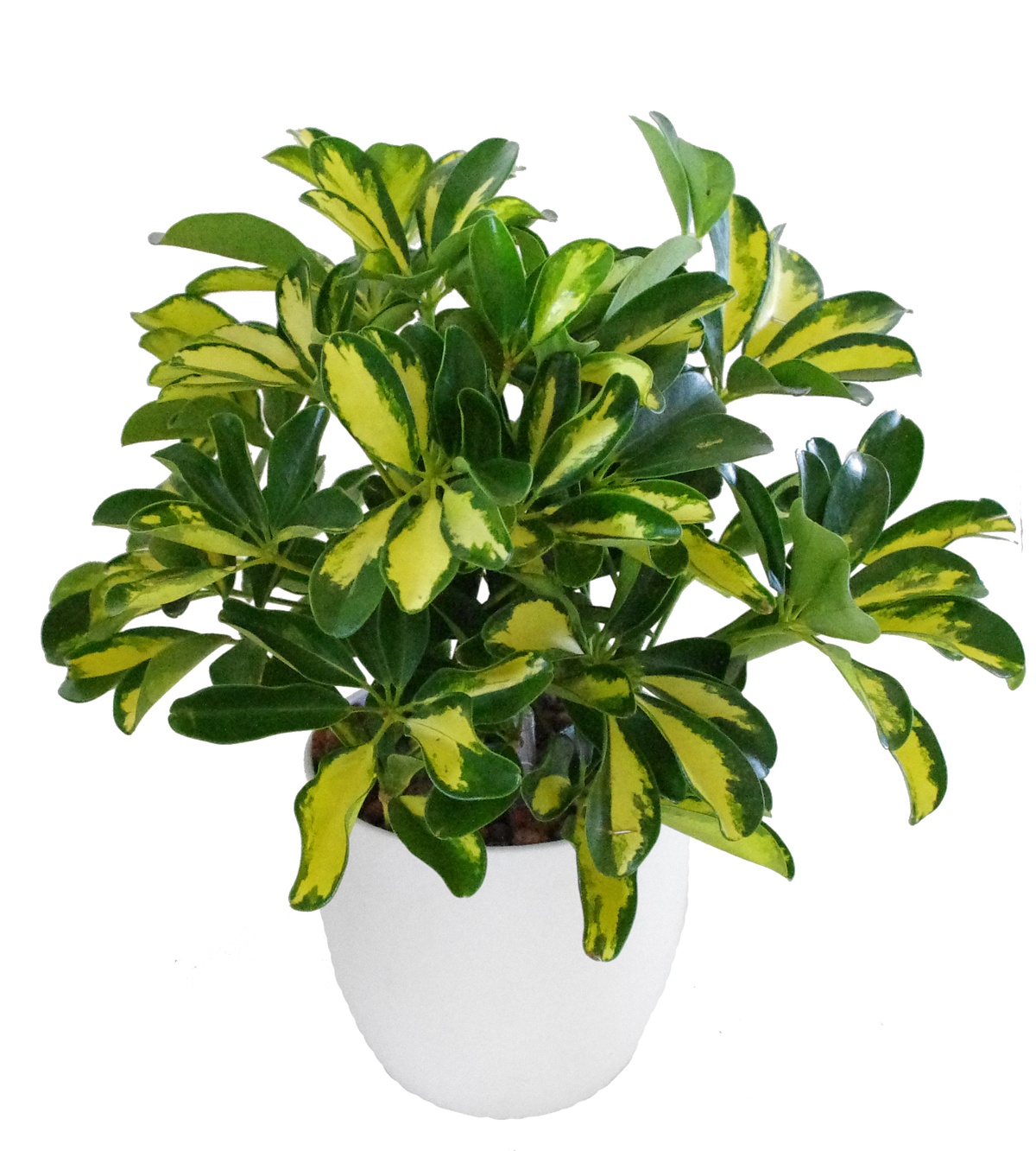 Schefflera Golden Green - Image 3