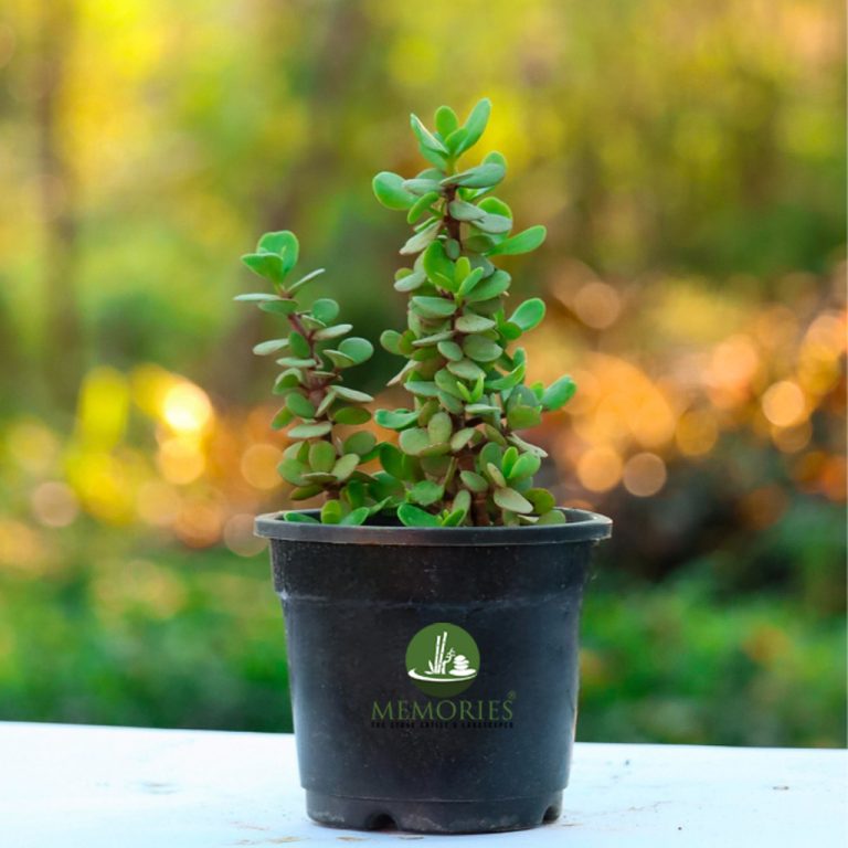 dwarf jade plant