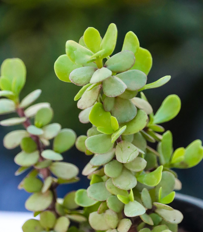 dwarf jade plant