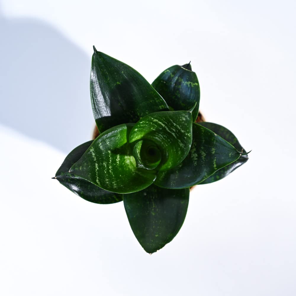Sansevieria Green sanke plant - Image 3