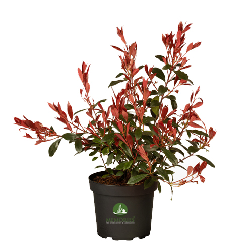 eugenia liver red plants