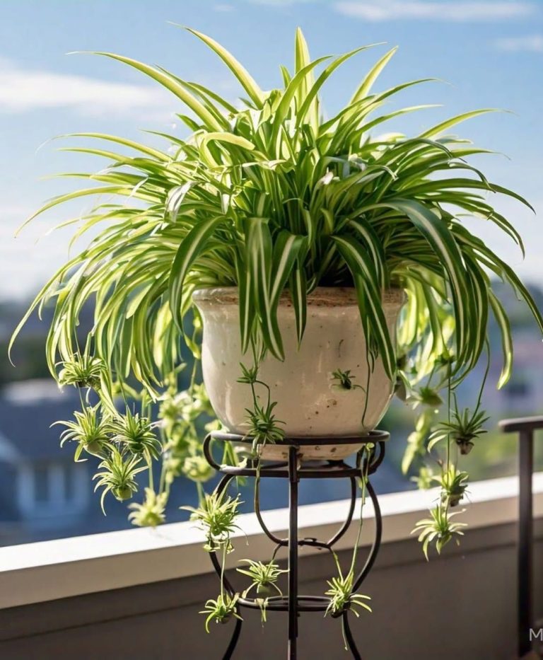 Pentanus -Spider Plant