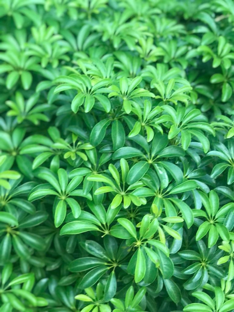 Schefflera Green