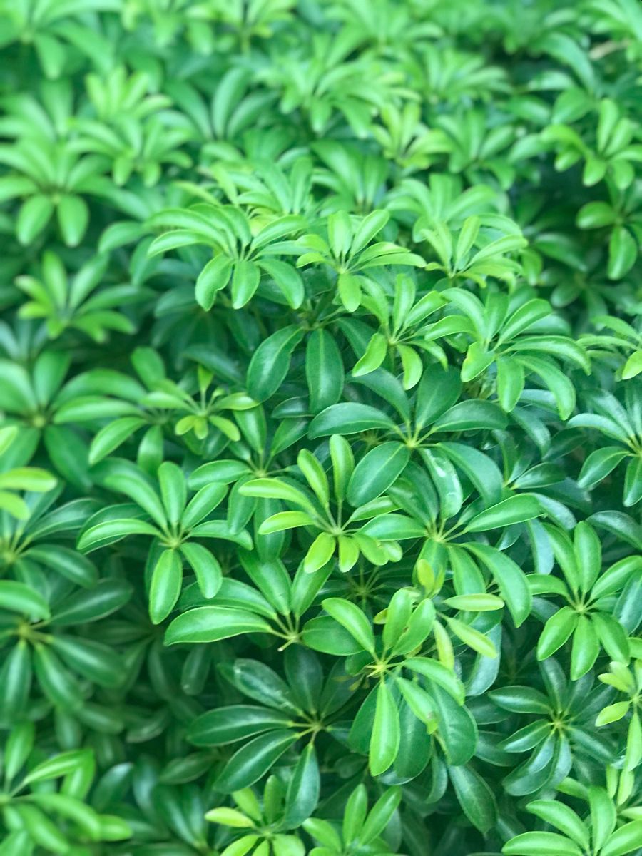 Schefflera Green - Image 2