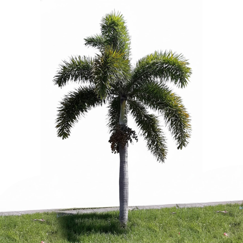 foxtail palm