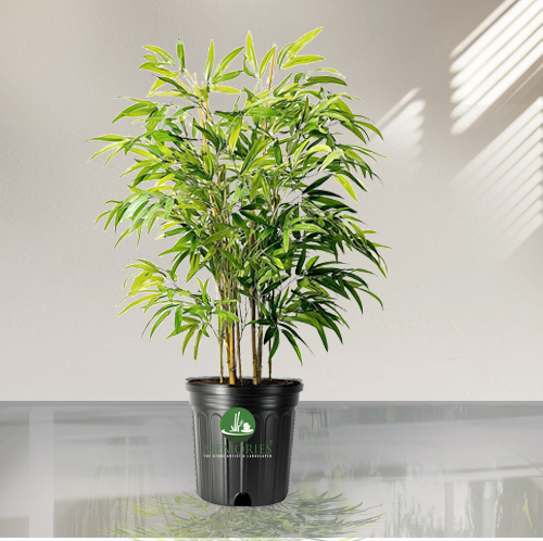 golden bamboo