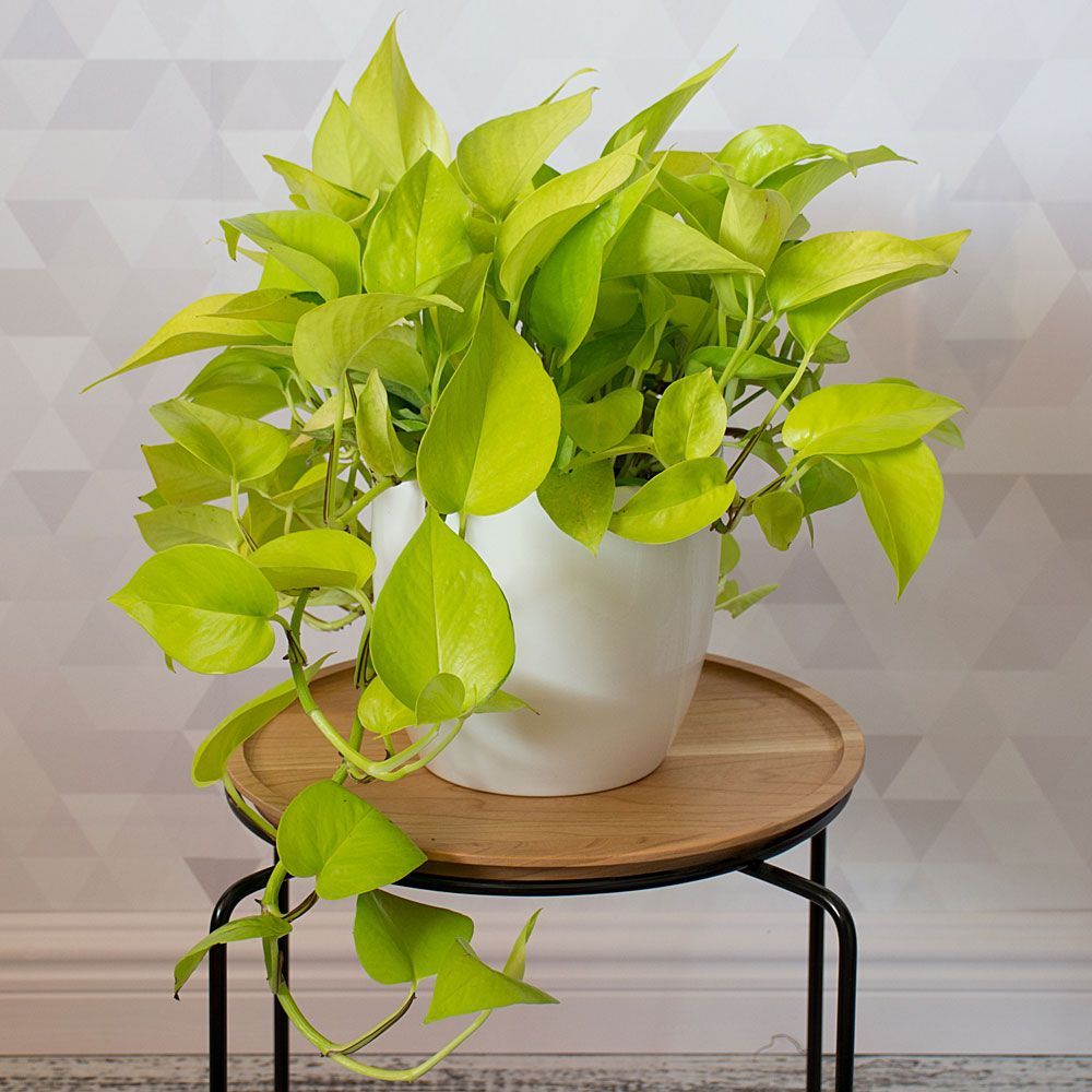 Golden Money Plant - Image 4