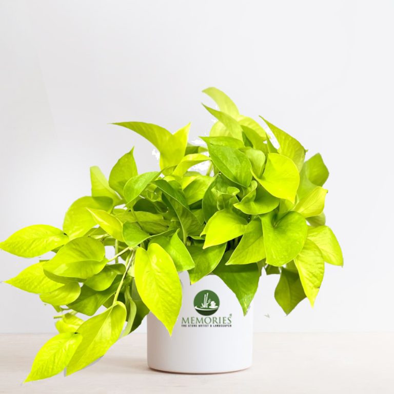 golden money plant